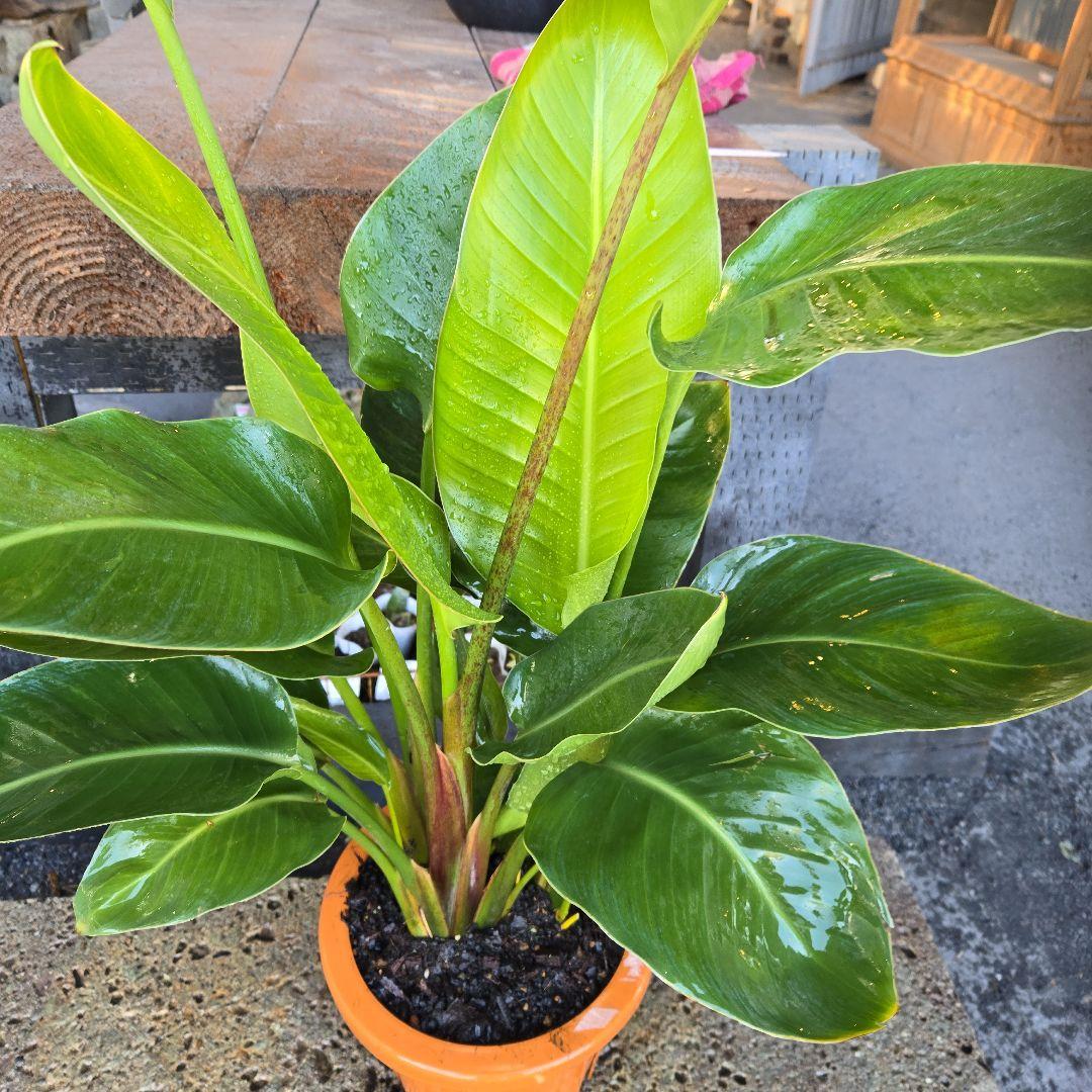 ②　ストレリチアオーガスタ　8号３株植え特大苗木最高等級極上品‼️