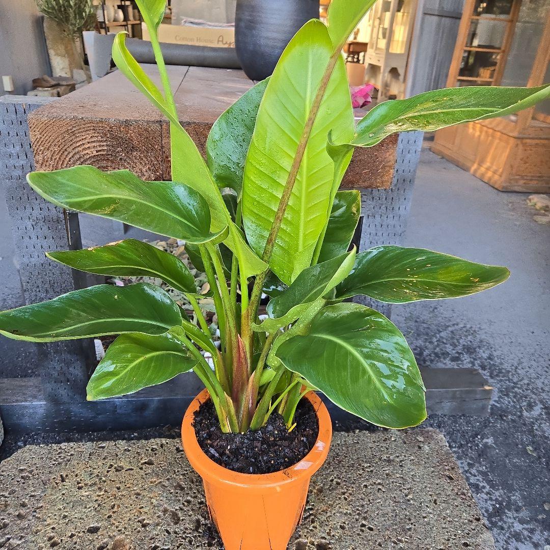 ②　ストレリチアオーガスタ　8号３株植え特大苗木最高等級極上品‼️