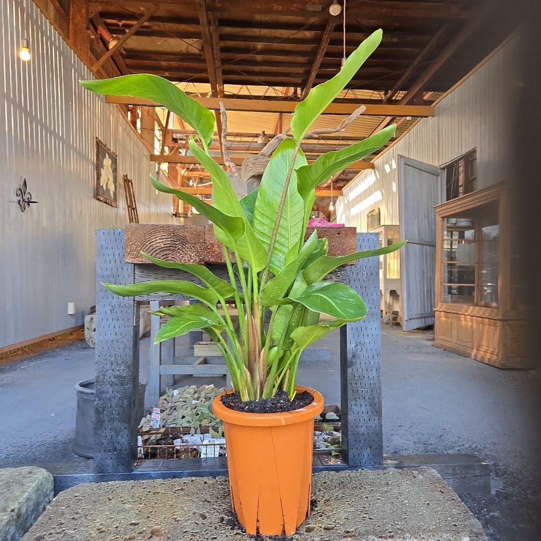 ②　ストレリチアオーガスタ　8号３株植え特大苗木最高等級極上品‼️