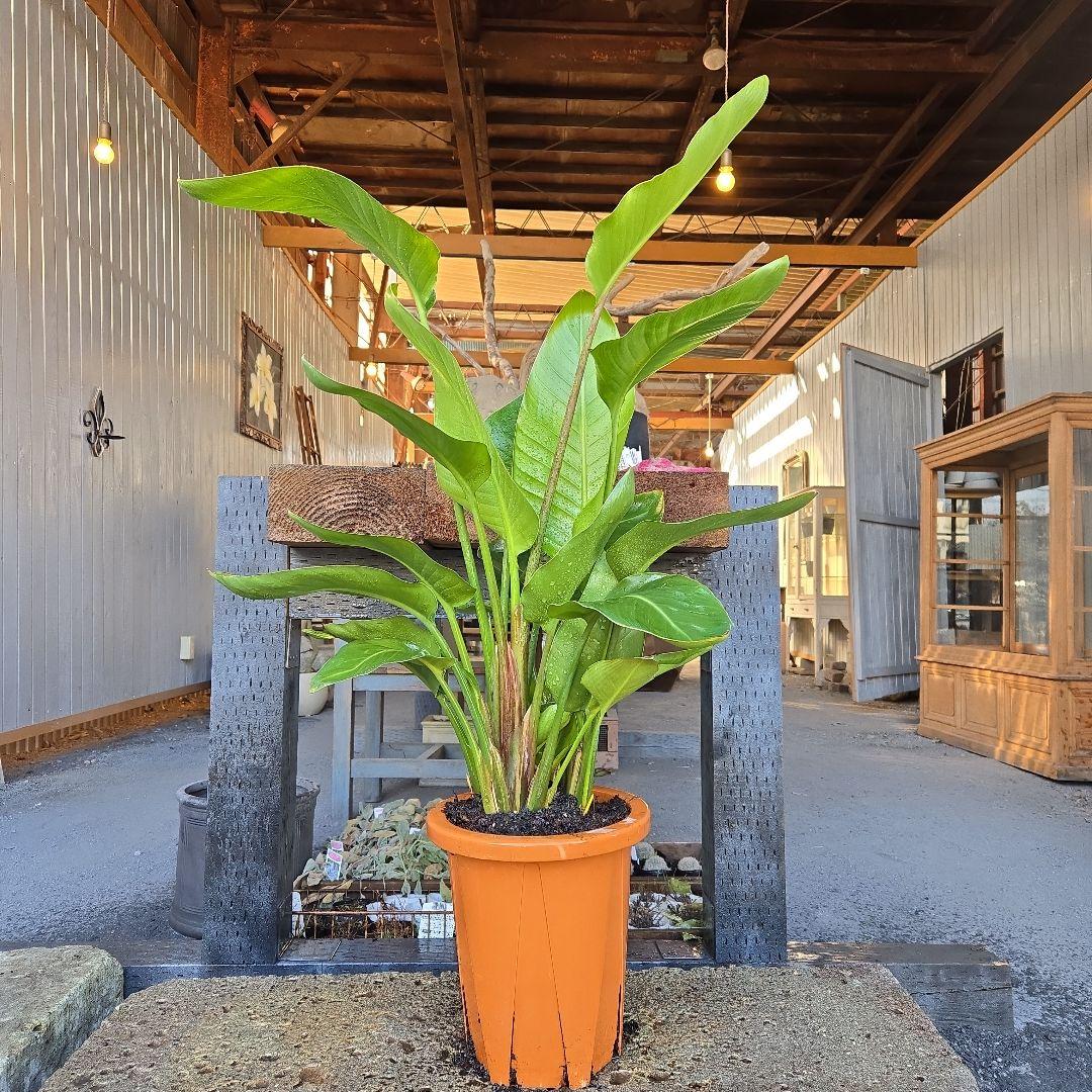 ②　ストレリチアオーガスタ　8号３株植え特大苗木最高等級極上品‼️