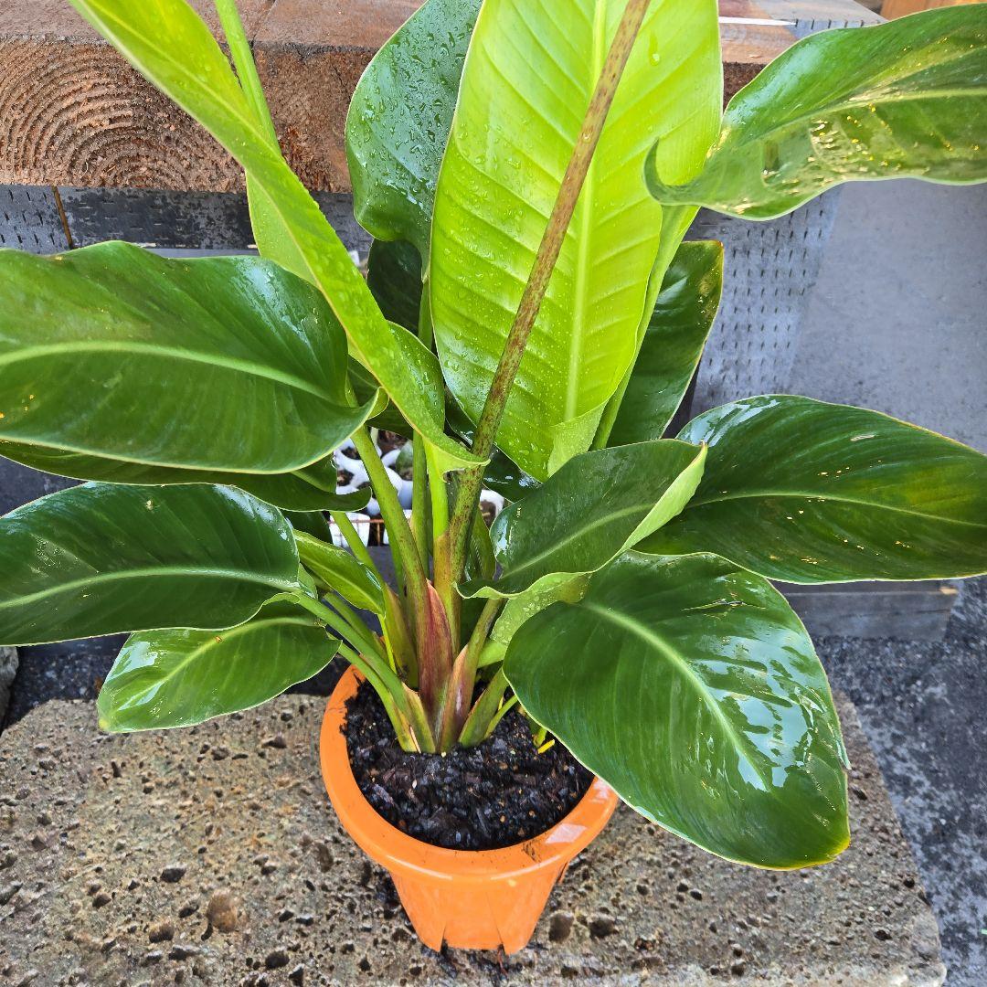 ②　ストレリチアオーガスタ　8号３株植え特大苗木最高等級極上品‼️