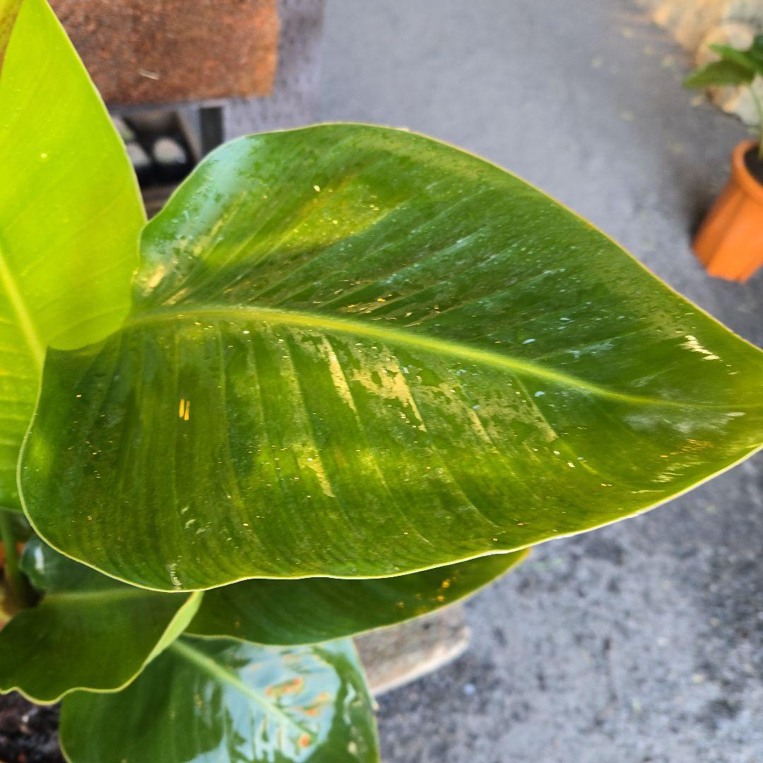 ②　ストレリチアオーガスタ　8号３株植え特大苗木最高等級極上品‼️