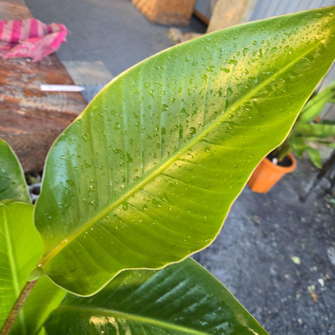 ②　ストレリチアオーガスタ　8号３株植え特大苗木最高等級極上品‼️