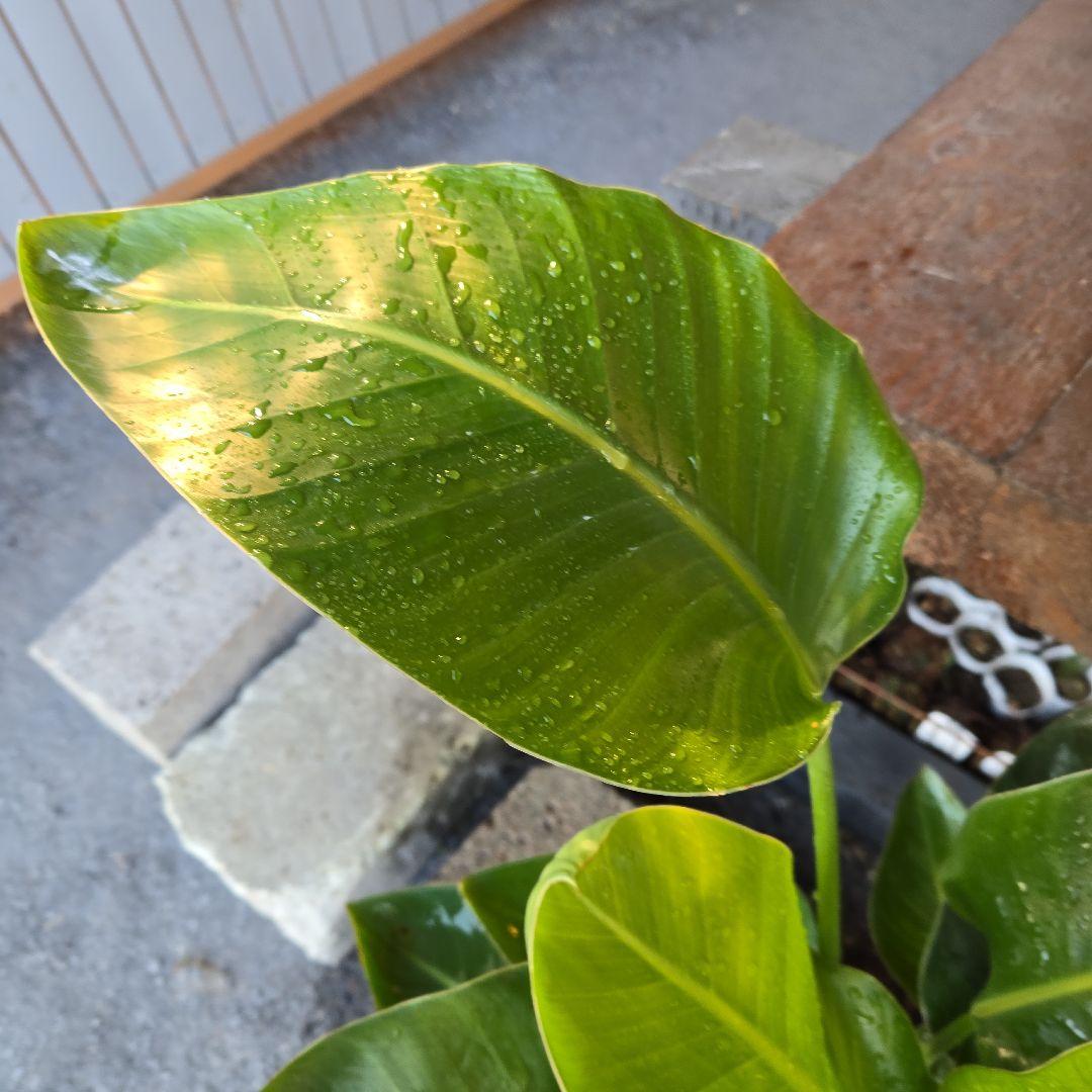 ②　ストレリチアオーガスタ　8号３株植え特大苗木最高等級極上品‼️