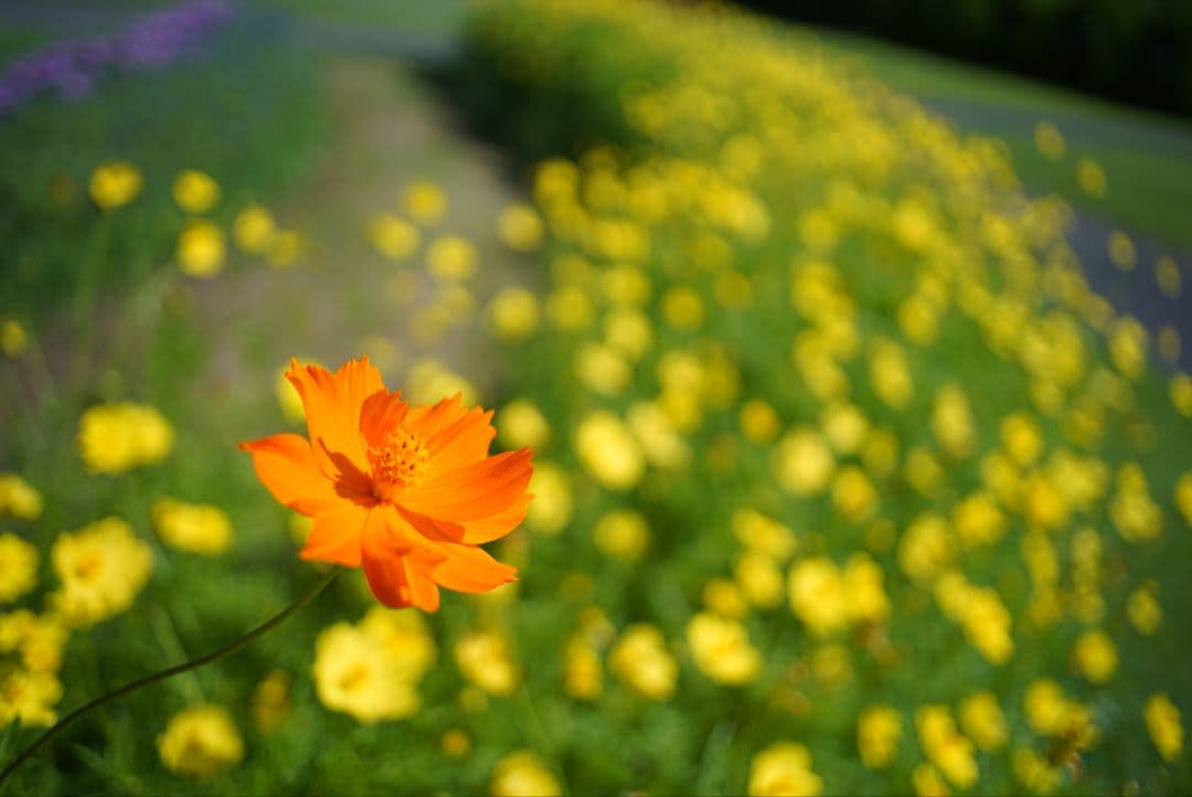 【動作確認済】RICOH XR RIKENON 28mm f2.8 富岡光学製