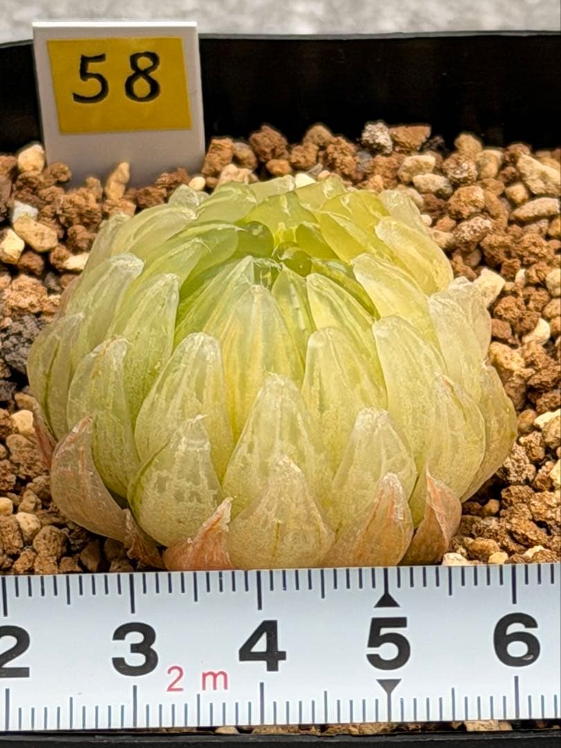 ハオルチア　エメラルドLED変種　太陽の恋人　発根管理中