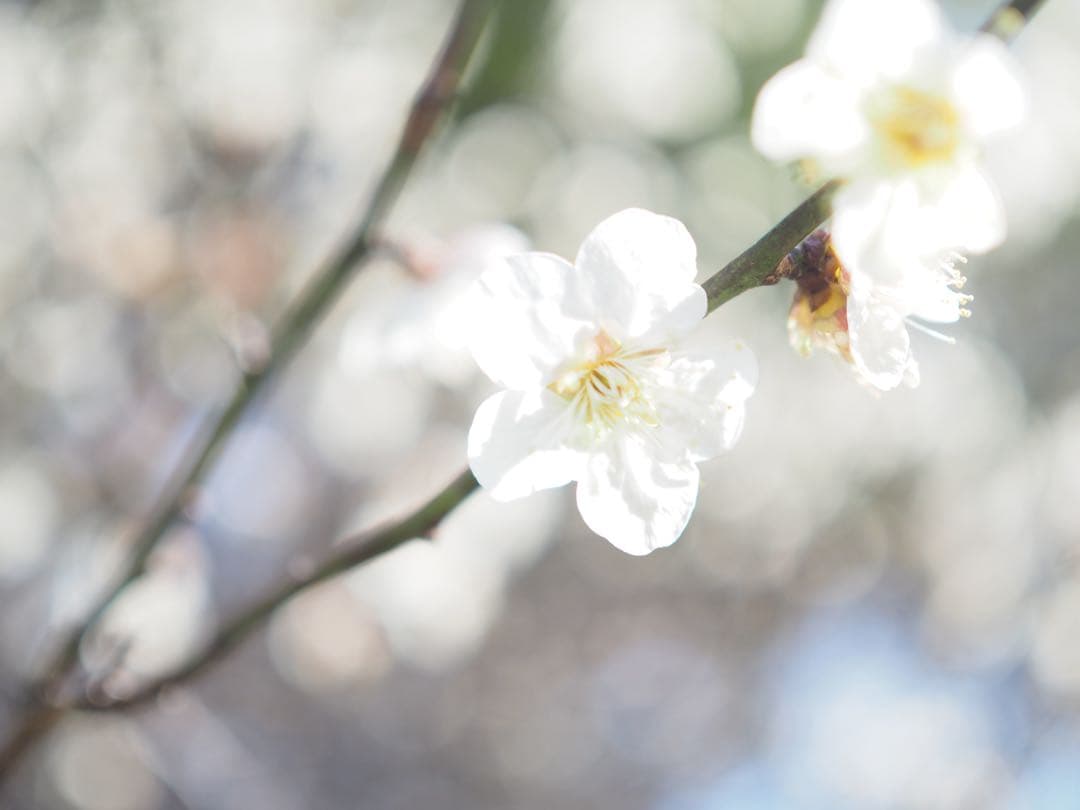 OLYMPUS PEN E-PL8 ボディ ホワイト 動作確認済 ※レンズなし