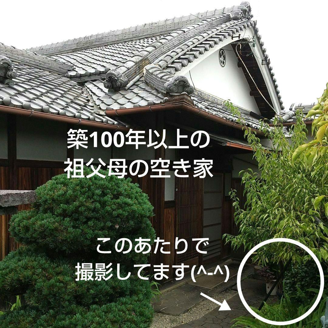 【 骨董品 】 木の根 古木 流木 置物 オブジェ