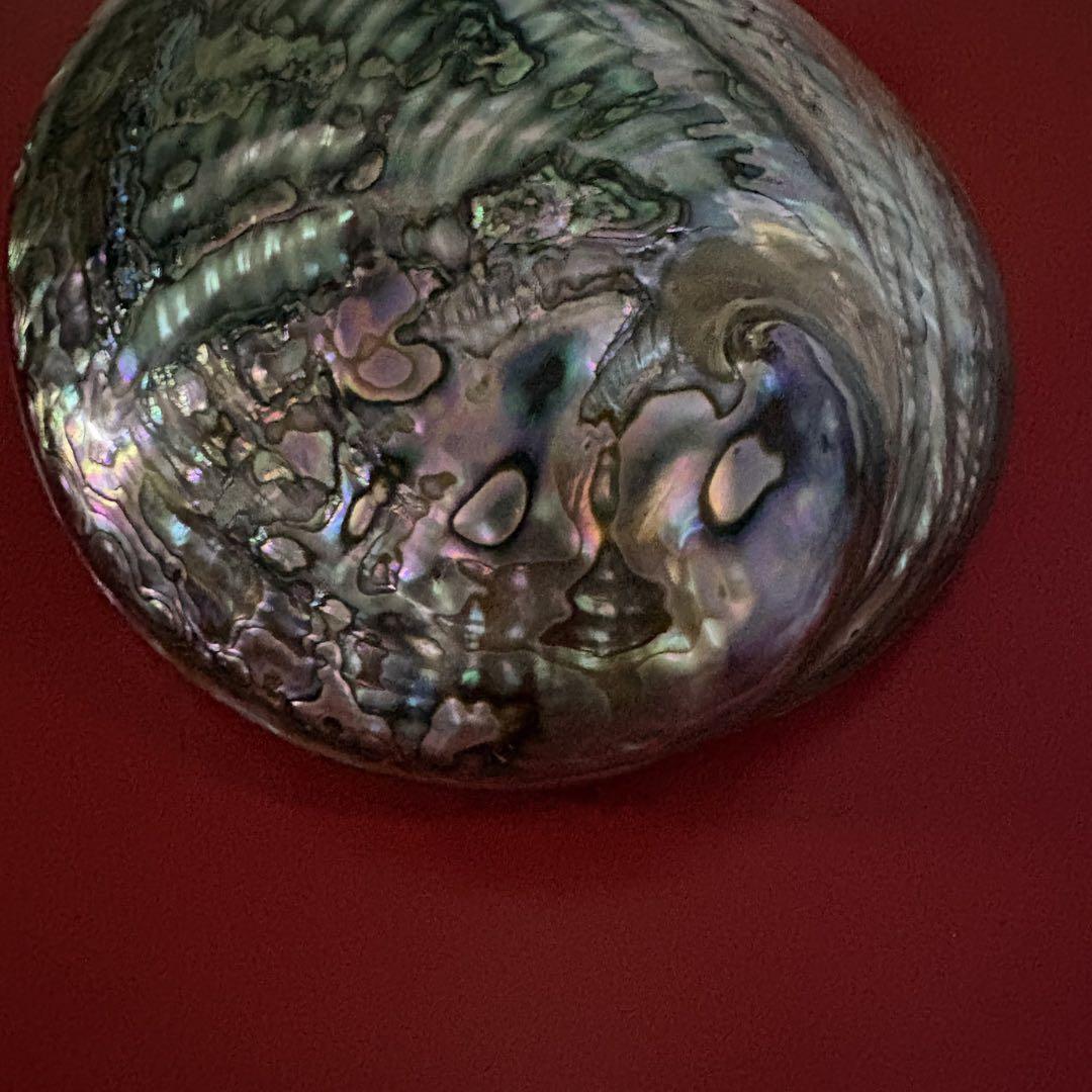 ニュージーランドアワビ・アバロン貝・夜光貝・白蝶貝