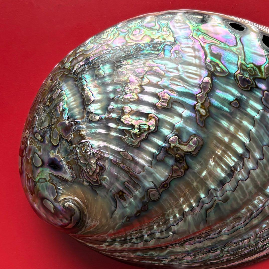 ニュージーランドアワビ・アバロン貝・夜光貝・白蝶貝