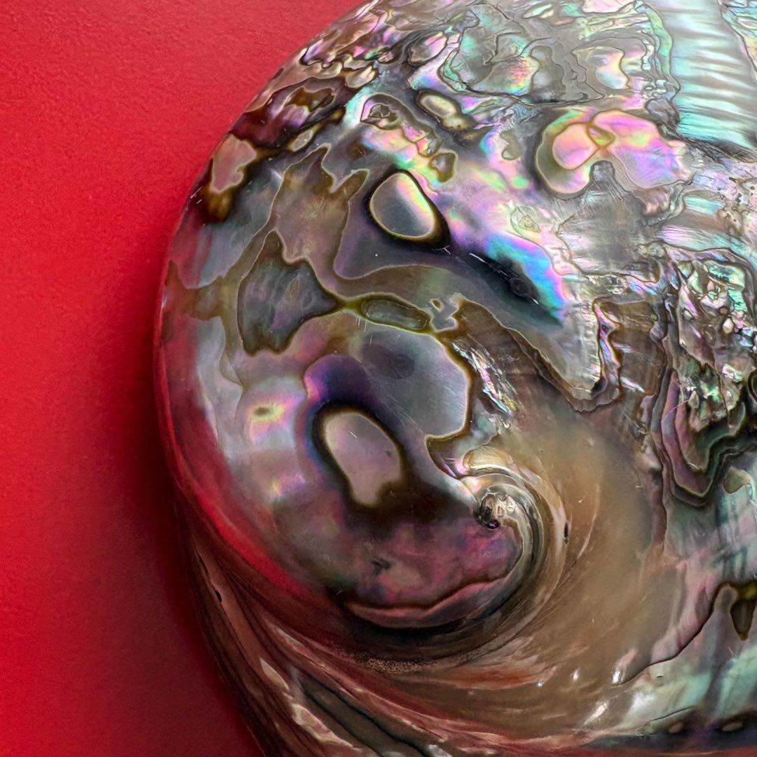 ニュージーランドアワビ・アバロン貝・夜光貝・白蝶貝