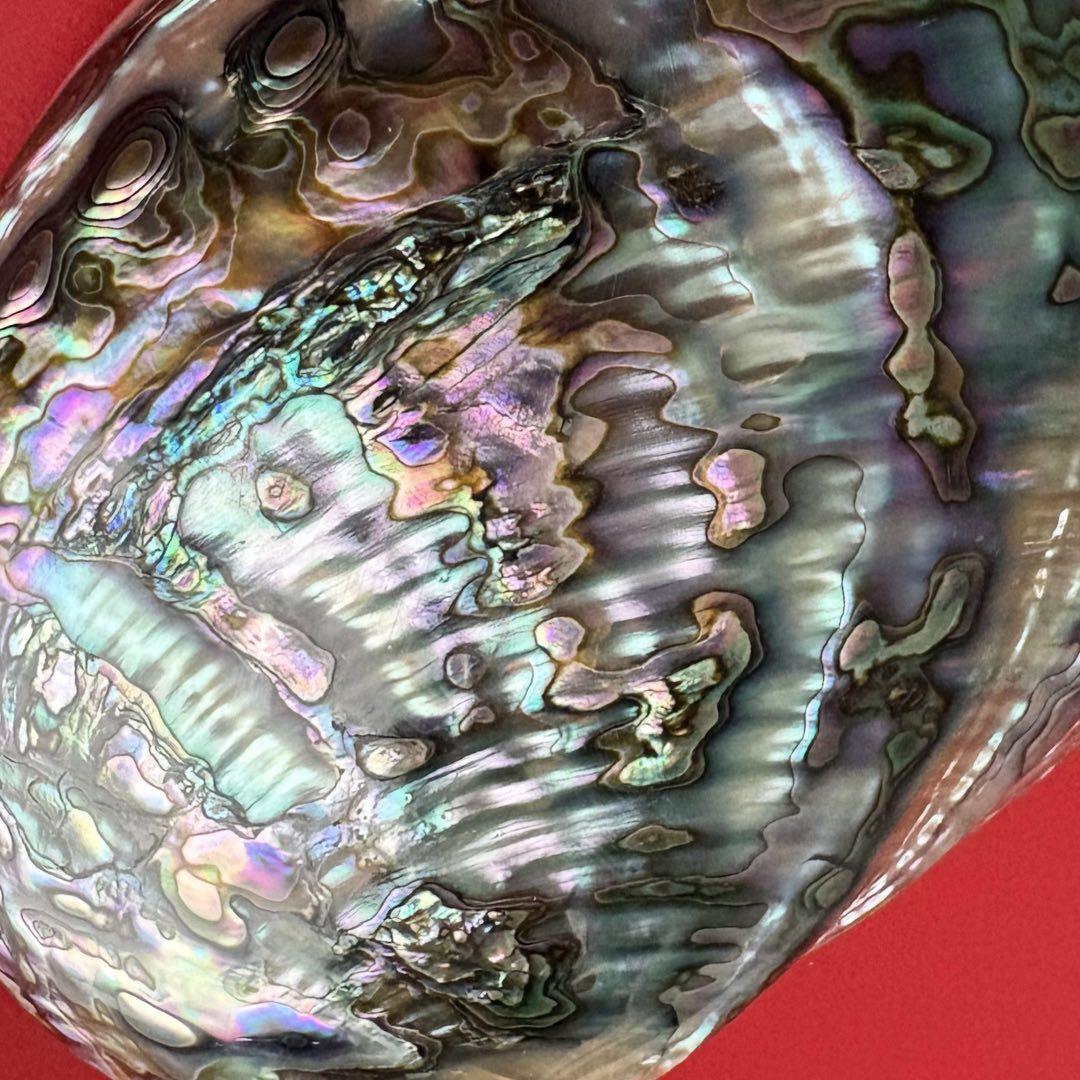 ニュージーランドアワビ・アバロン貝・夜光貝・白蝶貝