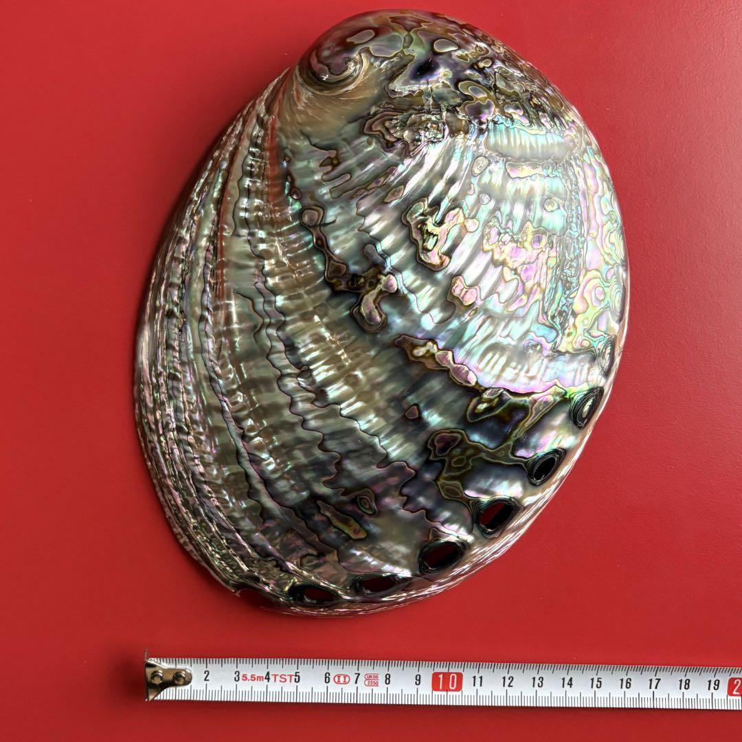 ニュージーランドアワビ・アバロン貝・夜光貝・白蝶貝