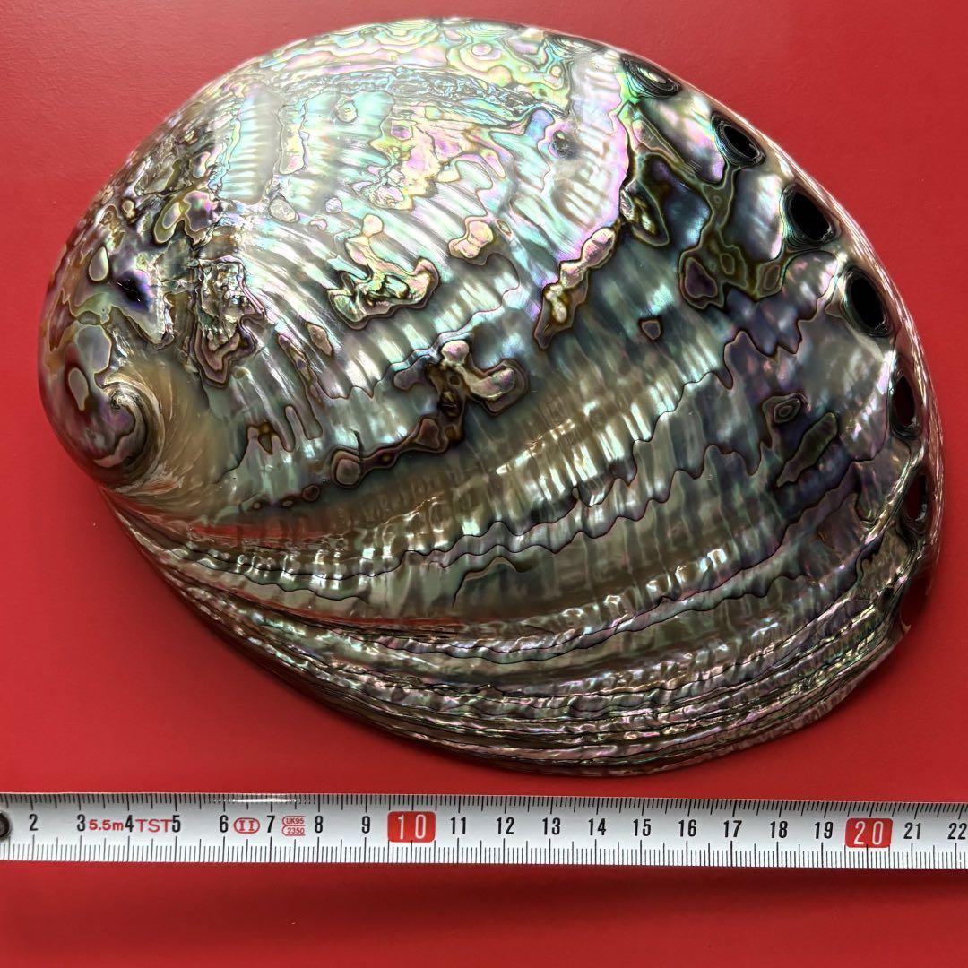 ニュージーランドアワビ・アバロン貝・夜光貝・白蝶貝