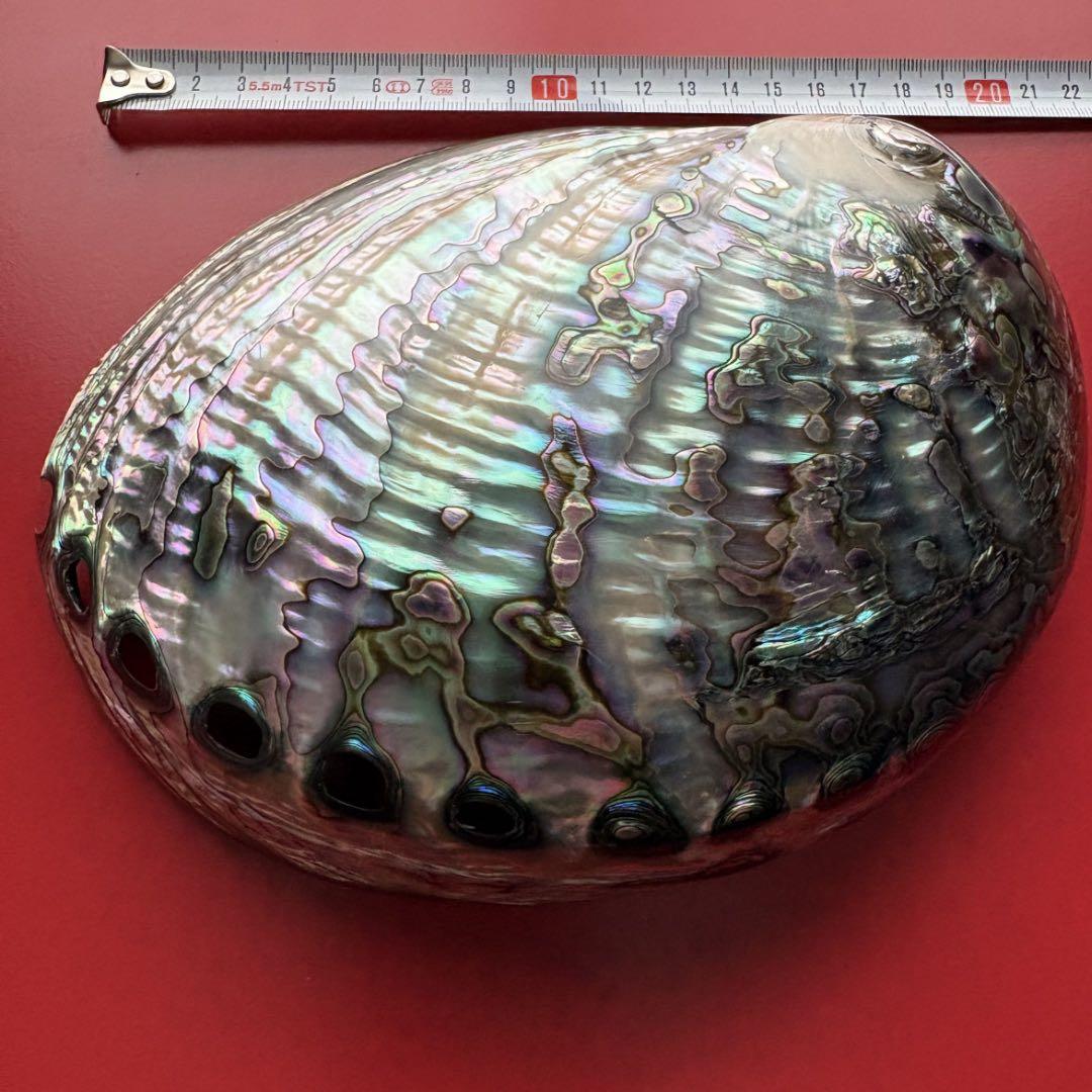 ニュージーランドアワビ・アバロン貝・夜光貝・白蝶貝