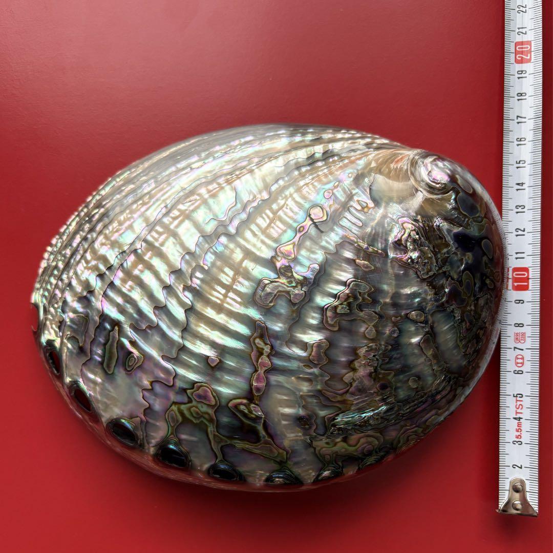 ニュージーランドアワビ・アバロン貝・夜光貝・白蝶貝