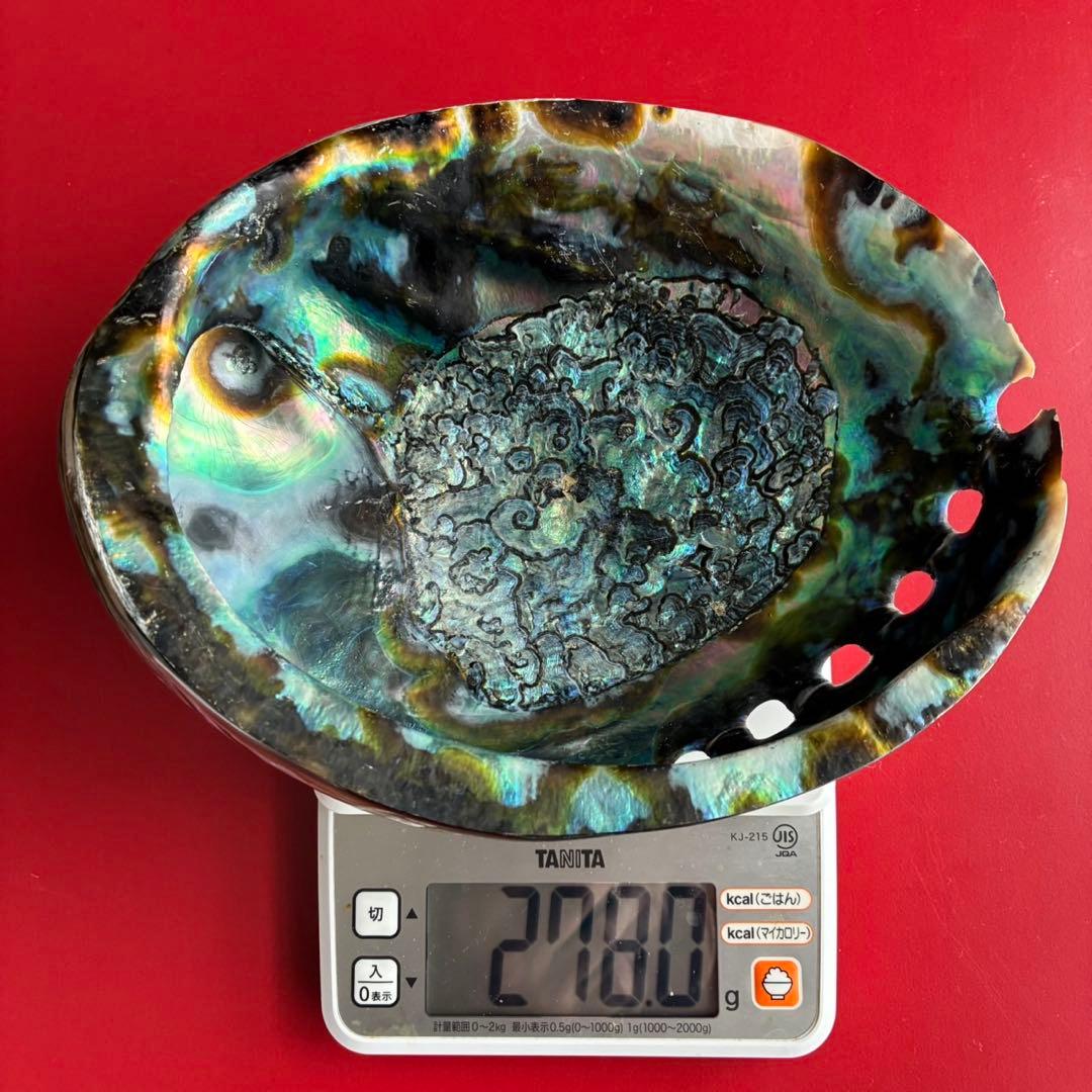 ニュージーランドアワビ・アバロン貝・夜光貝・白蝶貝