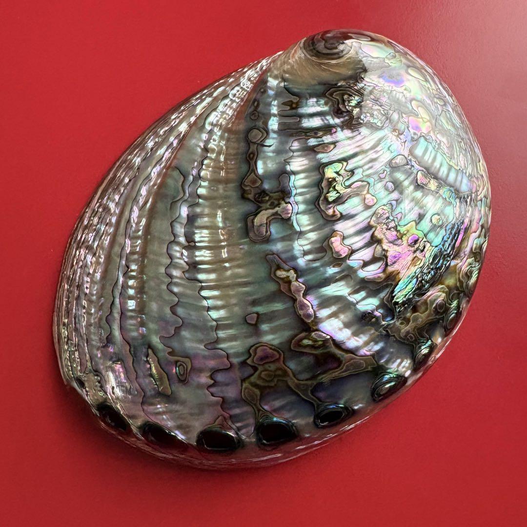 ニュージーランドアワビ・アバロン貝・夜光貝・白蝶貝