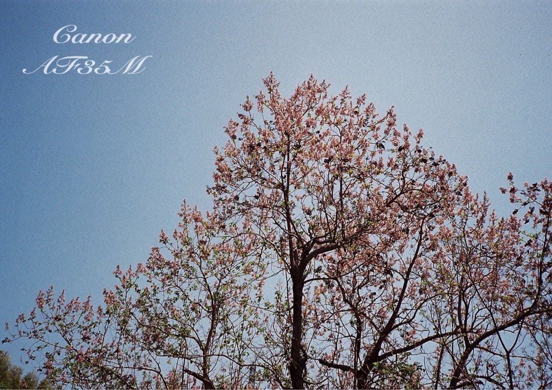 ★canon af35m（オートボーイ）★希少!完動品＊美品★フィルム入門！