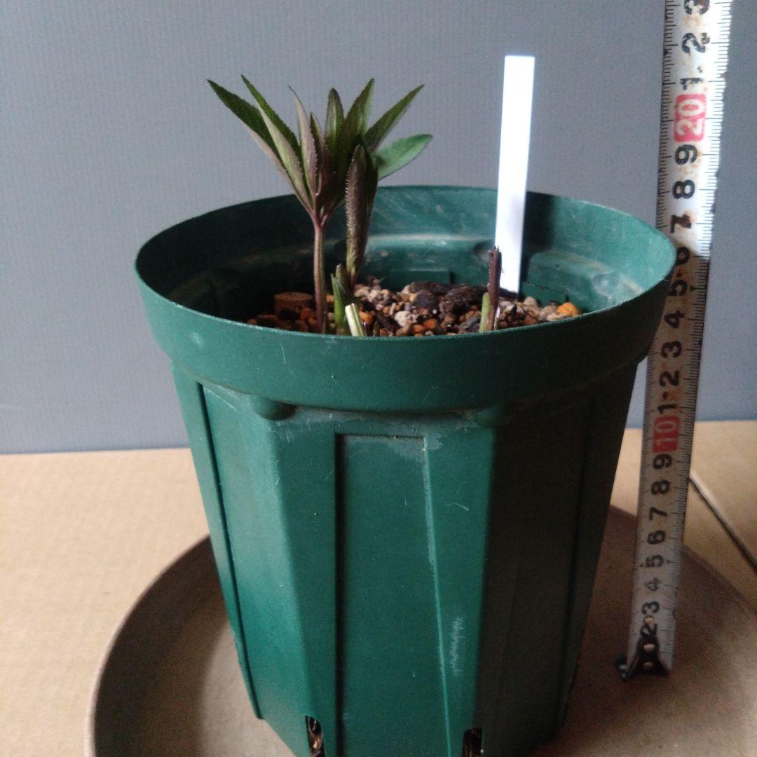 クリスマスローズ　little beast　デュメトルム系　育成用