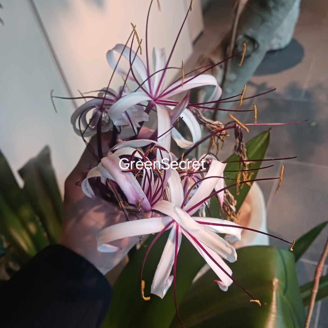 2 ハマユウ　ハマオモト　4号　赤葉　銅葉