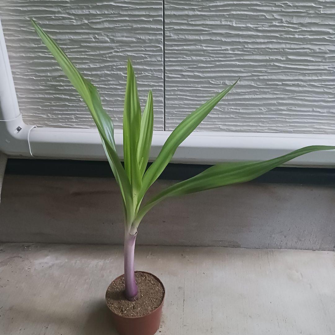 2 ハマユウ　ハマオモト　4号　赤葉　銅葉