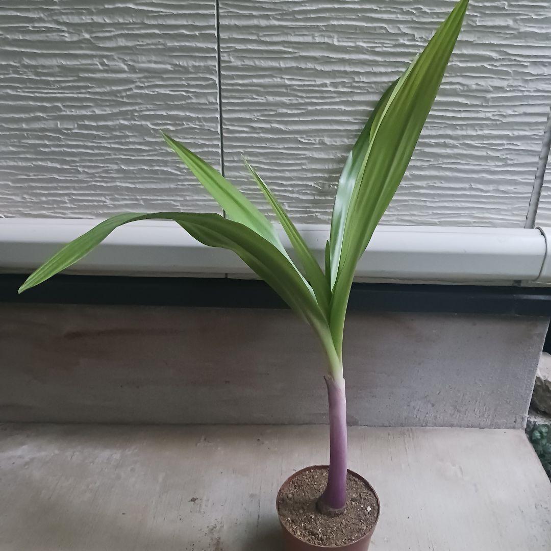 2 ハマユウ　ハマオモト　4号　赤葉　銅葉