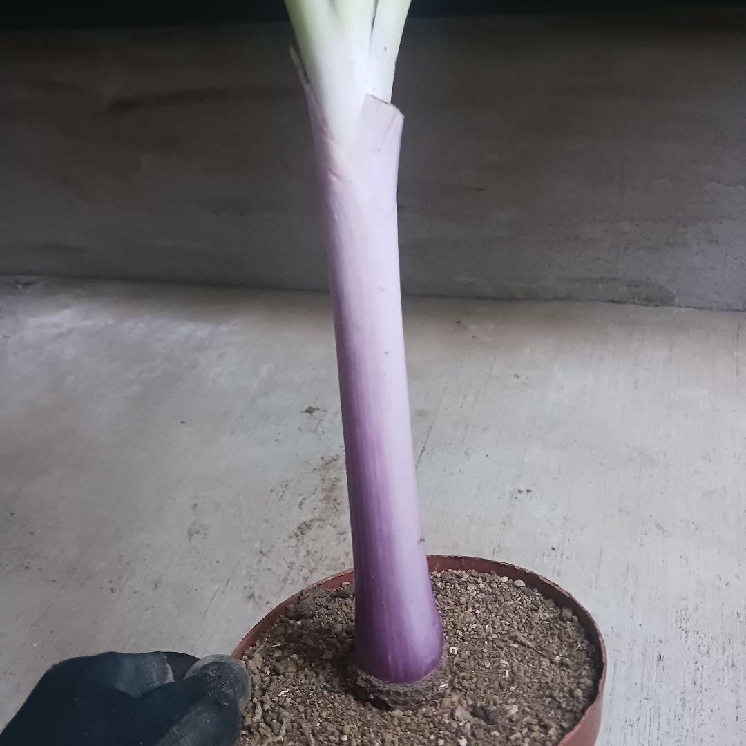 2 ハマユウ　ハマオモト　4号　赤葉　銅葉