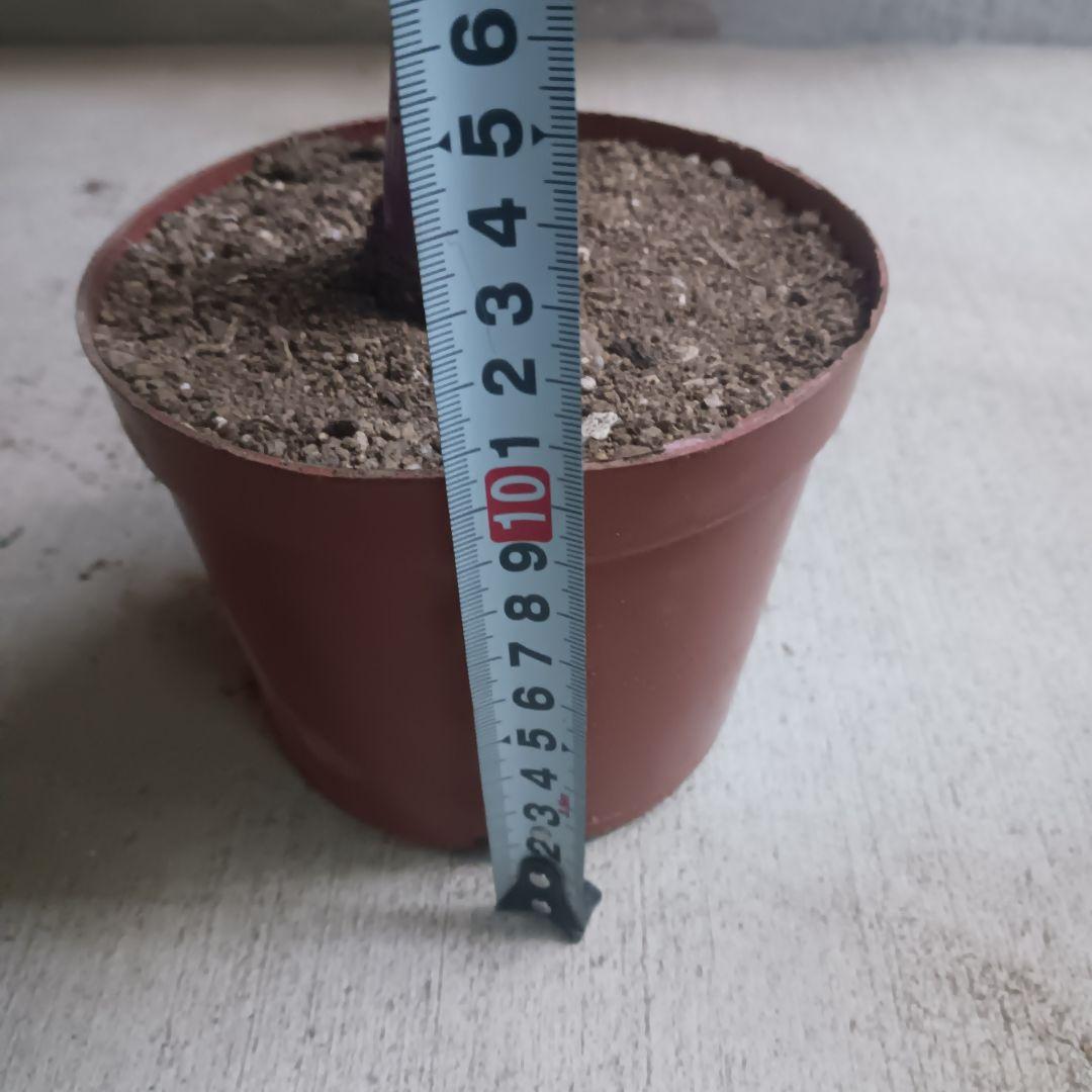 2 ハマユウ　ハマオモト　4号　赤葉　銅葉