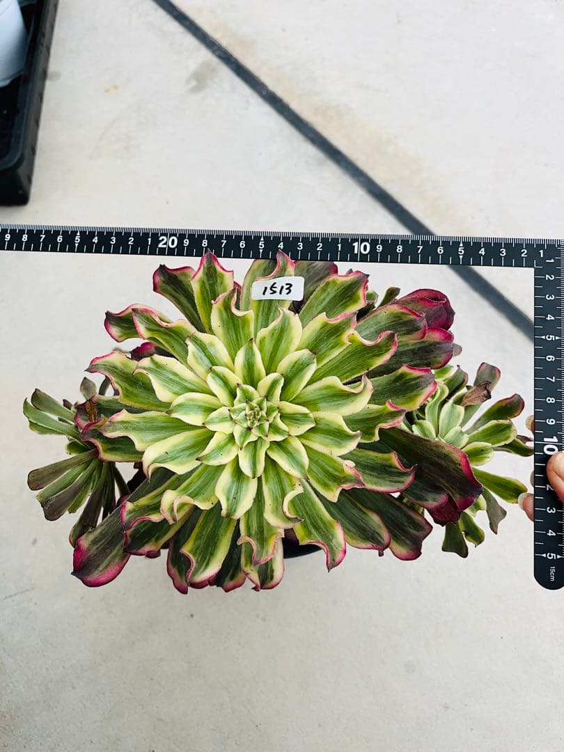 アエオニウム　紫浪　＃1513 群生株脇枝5個 メルカル便発送