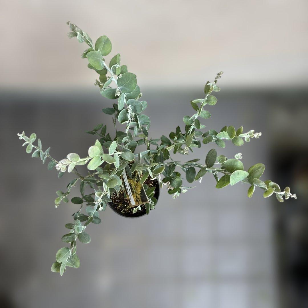 パール アカシア (真珠葉ミモザ) 正規仕入れ品新苗9