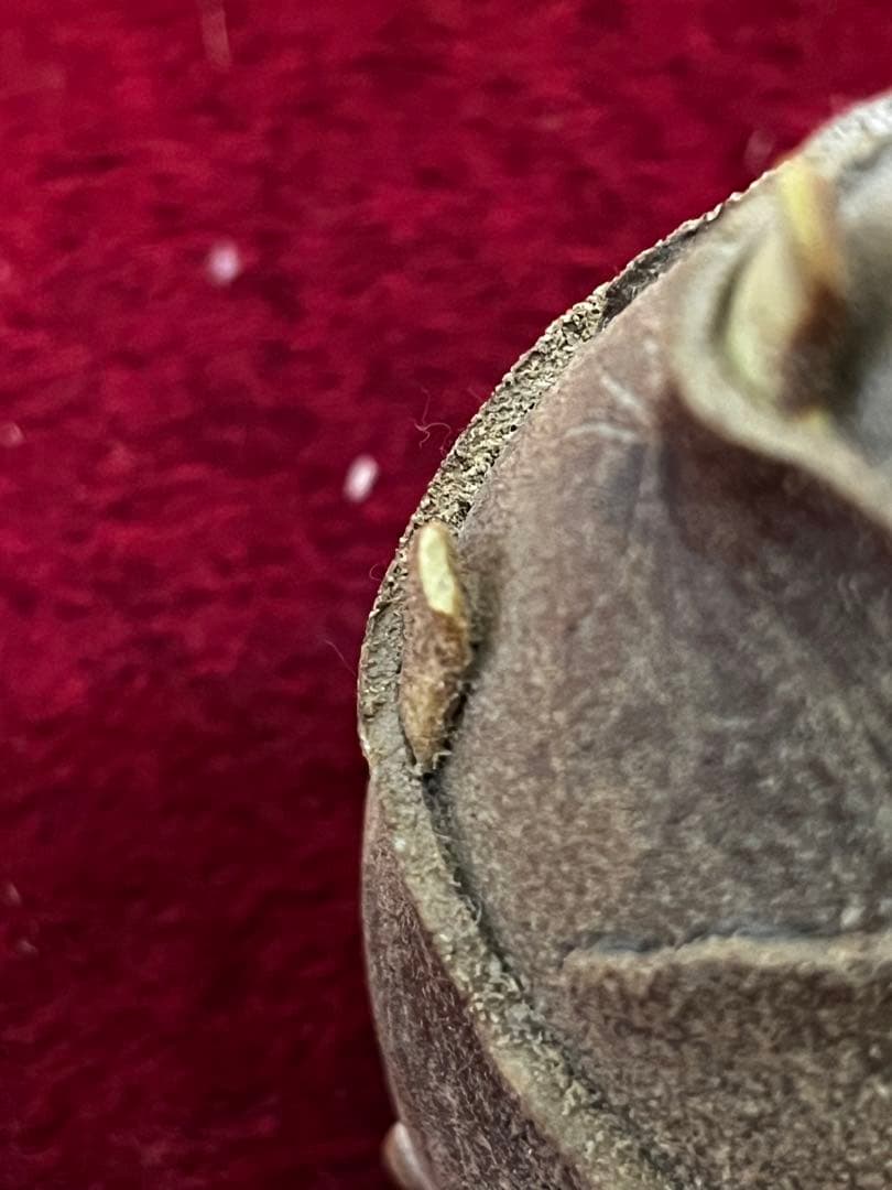 蒲池焼　竹の子　筍　陶器　置物　一輪挿し　細かな欠けあり