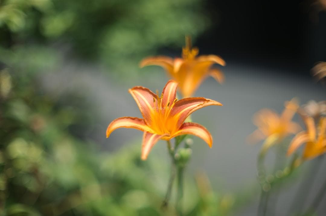 F1.2の壁！Nikkor-SC Auto 55mm F1.2 オールドレンズ