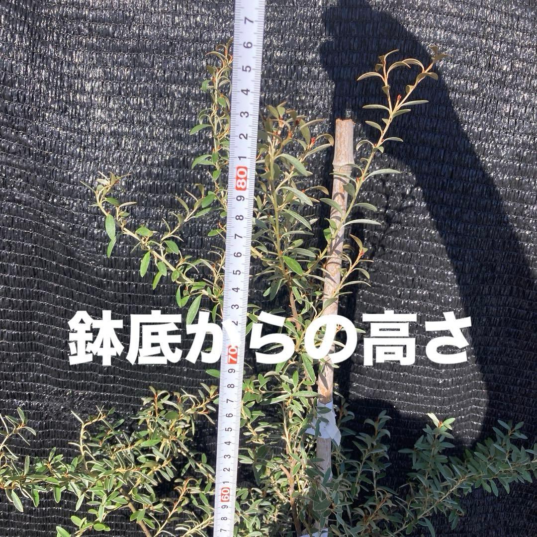 ①*ஐ希少種！花の中から花が咲く⁈*ஐグレビレア・苗木【ディミニュータ】苗・７号