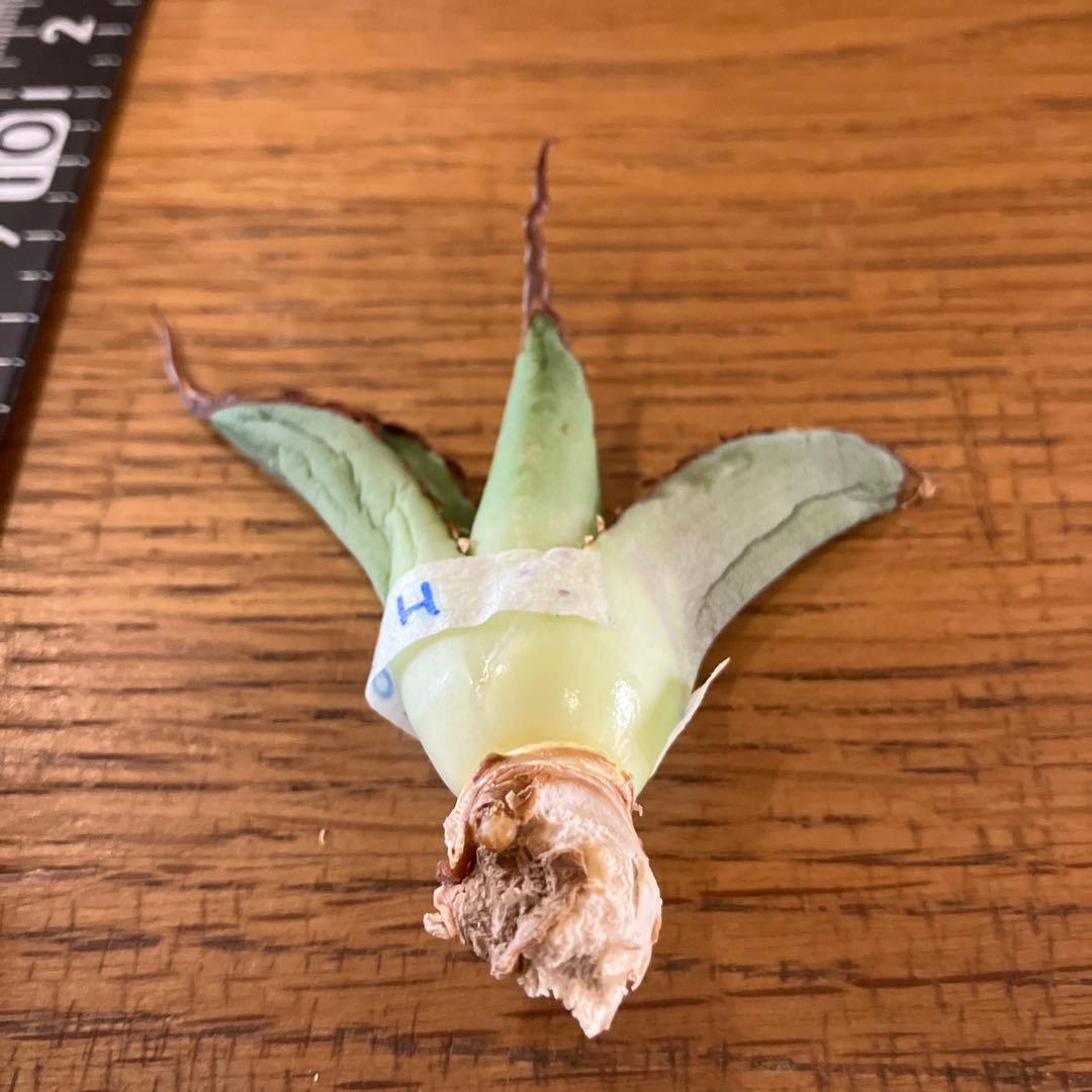 匿名配送【オークション】REZA産　イラン株　長棘　アガベ　タランチュラ