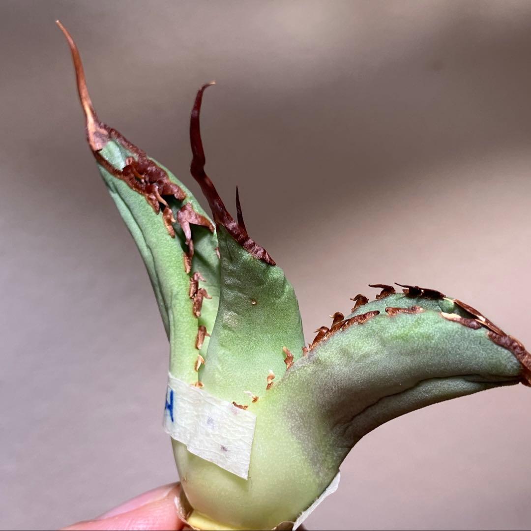 匿名配送【オークション】REZA産　イラン株　長棘　アガベ　タランチュラ