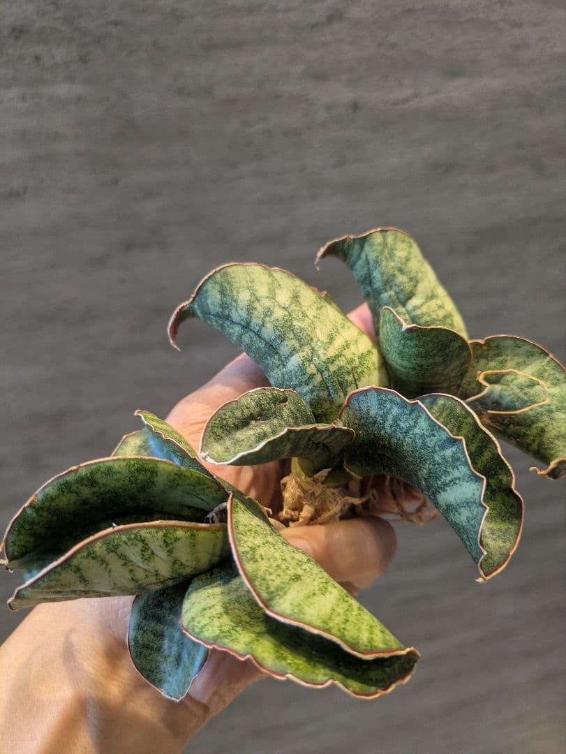 サンスベリア　ジンバブエ　3株セット　輸入株　サンセベリア　ロリダ　多肉植物