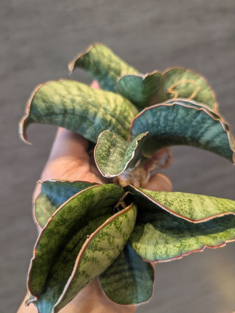 サンスベリア　ジンバブエ　3株セット　輸入株　サンセベリア　ロリダ　多肉植物