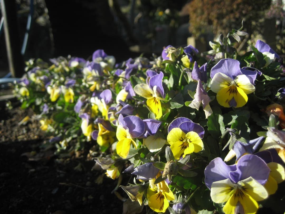 実写美⭕️良品【動作確認済】Canon　IXY　DIGITAL 70 PC1193