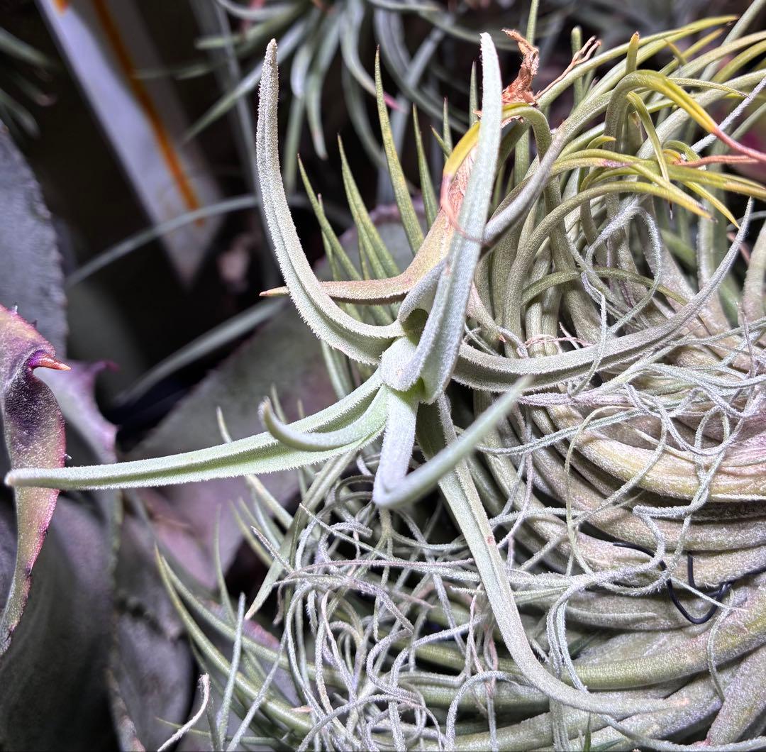 【新種記載予定】T. aff. xiphioides T'S TROPICALS