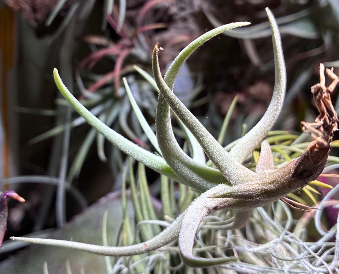 【新種記載予定】T. aff. xiphioides T'S TROPICALS