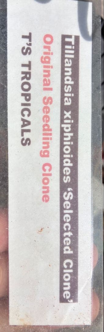 【新種記載予定】T. aff. xiphioides T'S TROPICALS