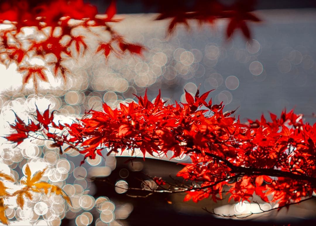 MeyerOptikPrimotar135mm f3.5 M42(MF レンズ)