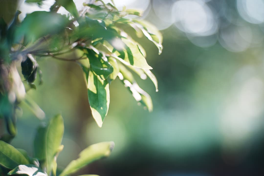 【美品】Carl Zeiss Planar 85mm F1.4 MMJ 897