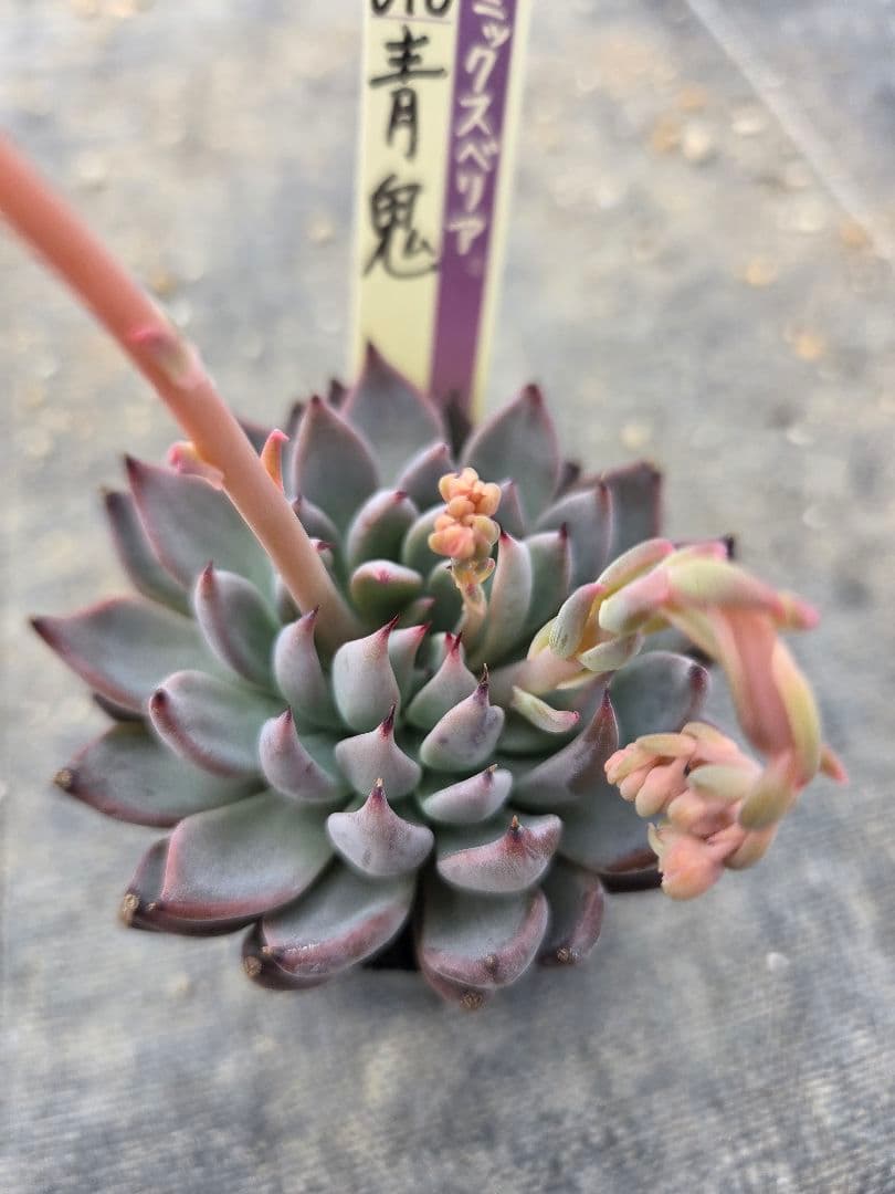 多肉植物…エケベリア♬*°ミックスベリア！青鬼♡おらいさん苗♡匿名配送