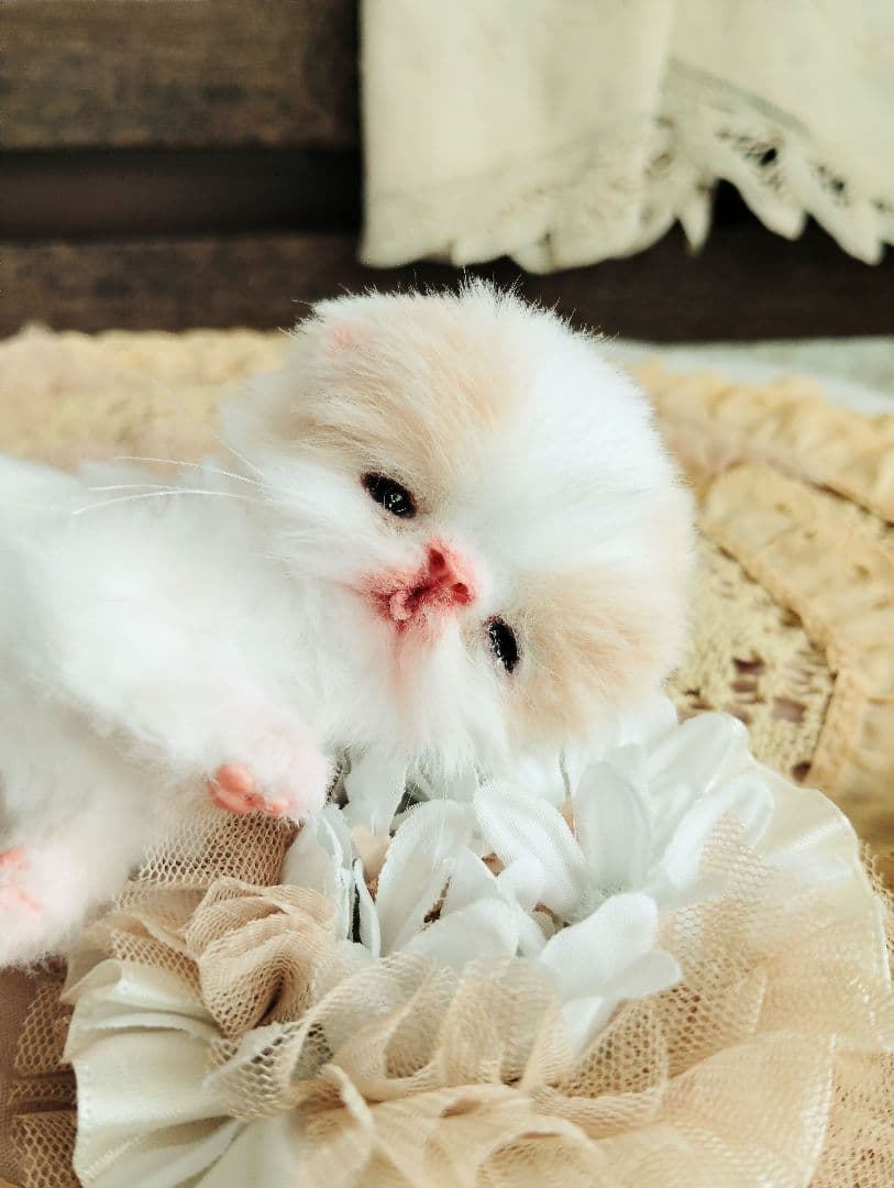 オメメ開いたよ♡生後7日♡エキゾベビー♡子猫ちゃん♡アートドール♡フリフリマット