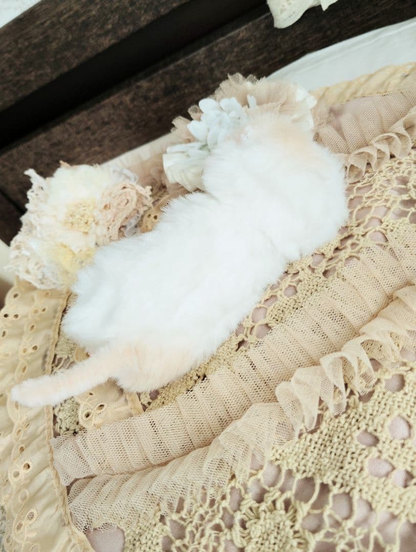 オメメ開いたよ♡生後7日♡エキゾベビー♡子猫ちゃん♡アートドール♡フリフリマット