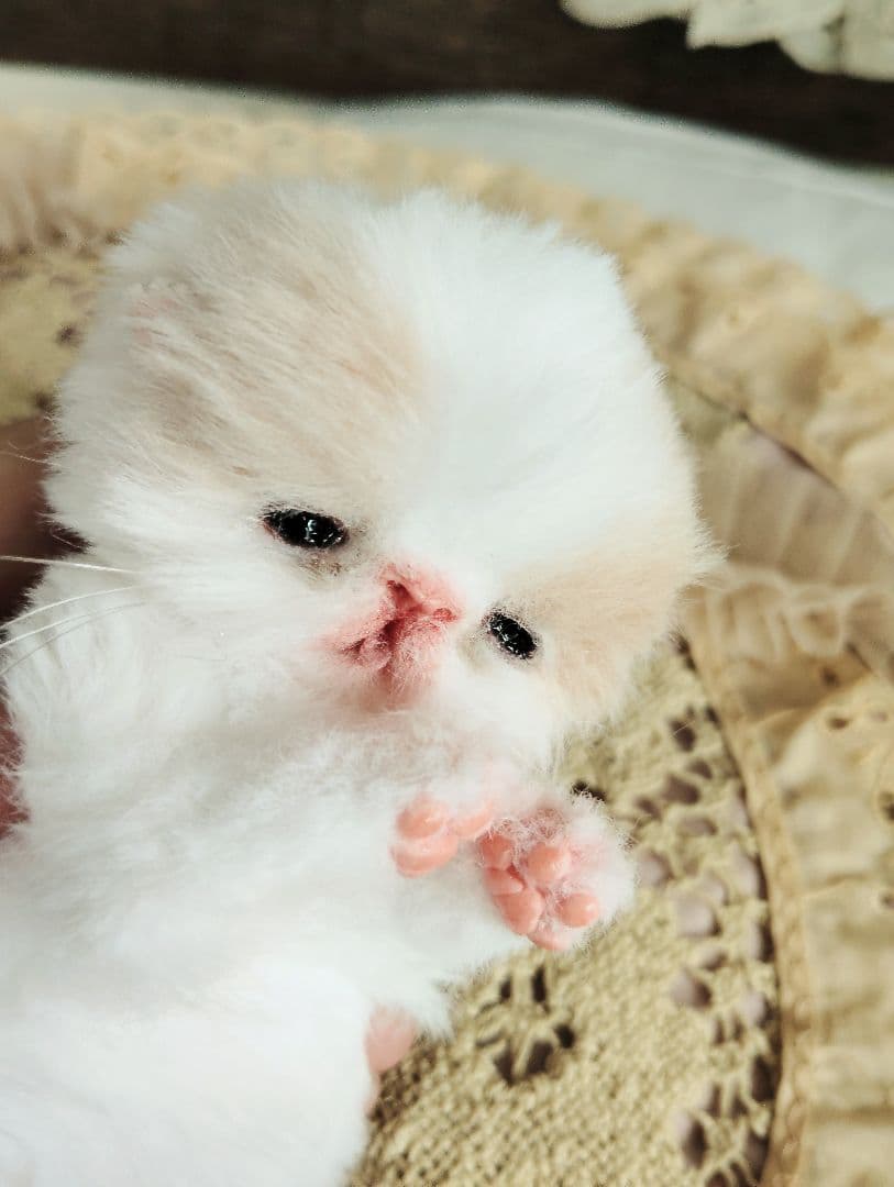 オメメ開いたよ♡生後7日♡エキゾベビー♡子猫ちゃん♡アートドール♡フリフリマット