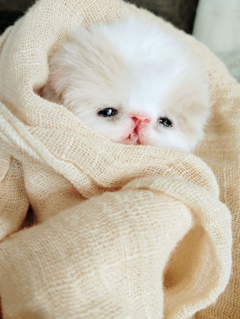 オメメ開いたよ♡生後7日♡エキゾベビー♡子猫ちゃん♡アートドール♡フリフリマット
