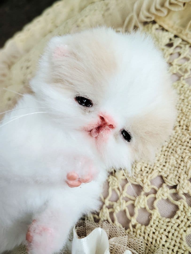 オメメ開いたよ♡生後7日♡エキゾベビー♡子猫ちゃん♡アートドール♡フリフリマット